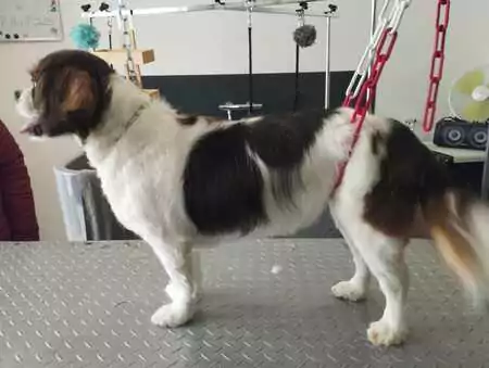 un chien debout sur une table de toilettage