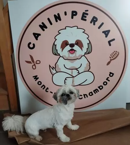 chien devant une pancarte