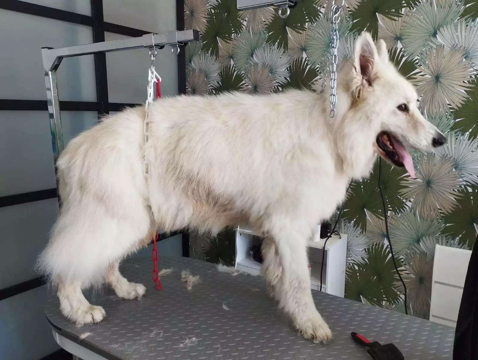 Un chien sur une table de toilettage pour chien